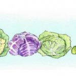 Cabbage